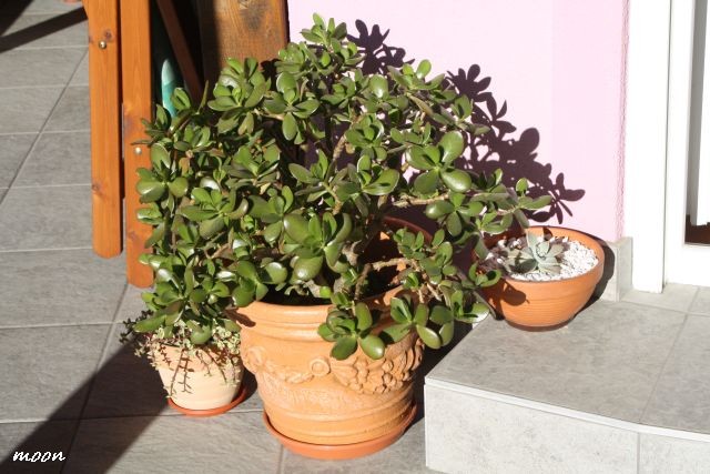 Crassula Ovata